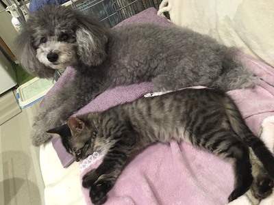 トイプードル　アリュールちゃんと　猫のマールくん