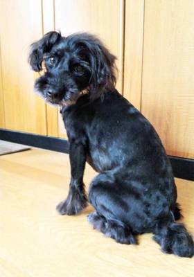 ビビちゃん　Ｍシュナウザー　8歳