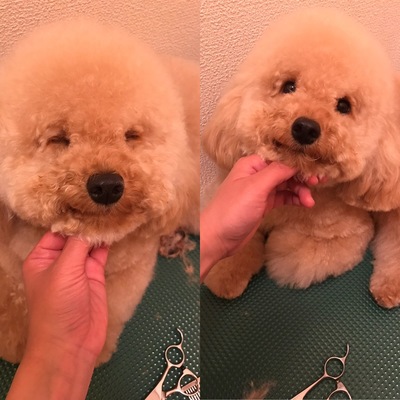 らいはちゃん　トイプードル　1歳5ヶ月