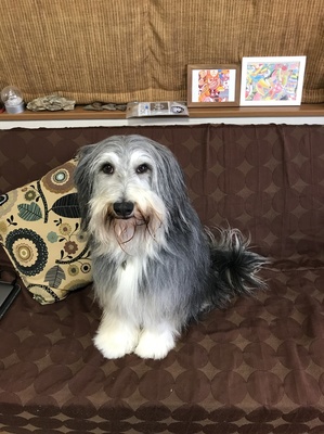 Cocoちゃん　ビアディ　6歳