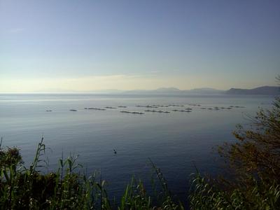 橘湾に浮かぶ養殖筏