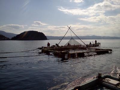 沖側の養殖筏です。