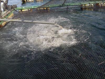 ハマチの養殖