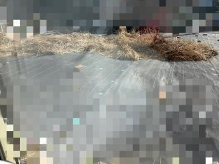 刈った草画像