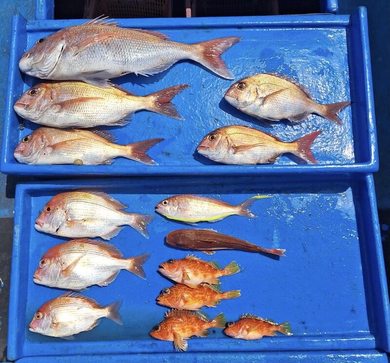 4月28日の釣果