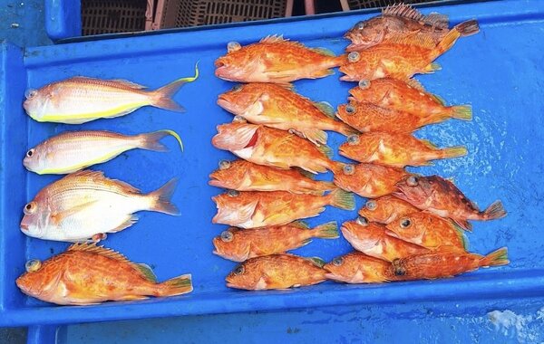 5月3日の釣果