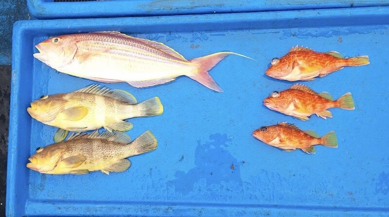 5月6日の釣果