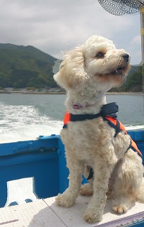 看板犬「レッティーです」