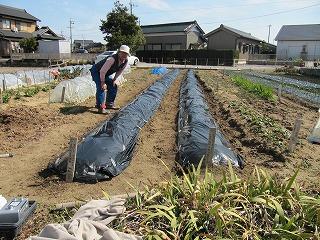 春ジャガイモを植付する画像