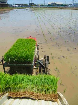2013年の我が家の田植え画像