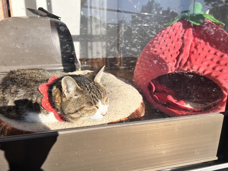 苺園のにゃんこ - 岩槻いちごファームNakaiwa