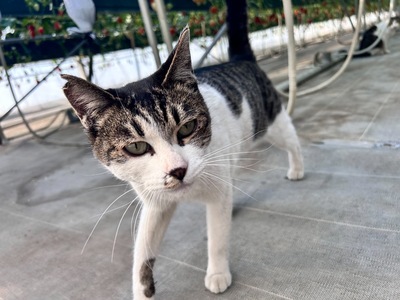 いちごを守る猫番長🐱