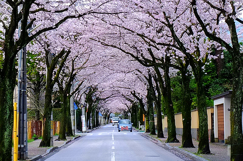 早川近く、南町の桜並木画像
