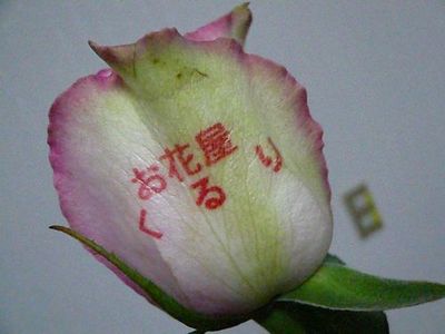 フラワーバイキングのお知らせ
