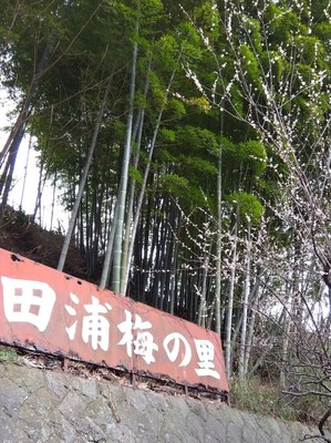 第128回　横須賀🌸梅散歩
