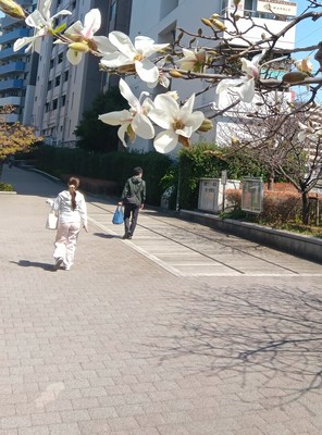 第149回 反町・白楽散歩