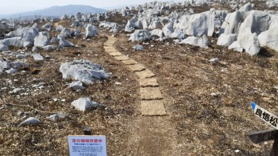 秋吉台芝張りボランティア（３/７）画像