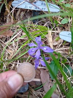 防府の低山「小茅山」画像
