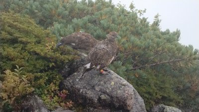 木曽駒～空木岳縦走(2026.08.29-31)2画像
