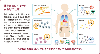 白血球を元気にするサプリメント