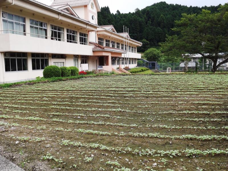 蕎麦の芽がでました
