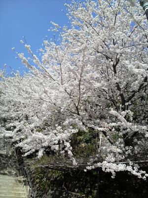 桜
