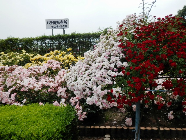 奈良市霊山寺のバラ園