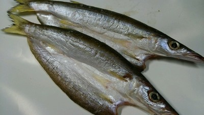 カマス開き２尾