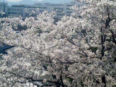 草津川の桜