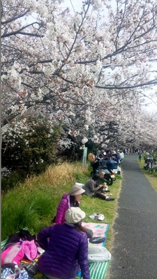 草津川の桜