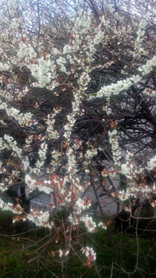 草津川の桜