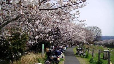 草津川の桜
