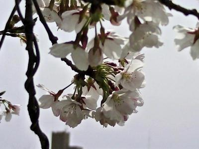 草津川の桜