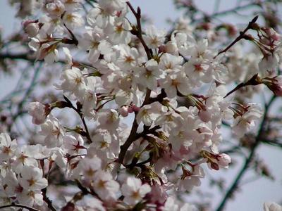 草津川の桜
