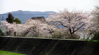 草津川の桜
