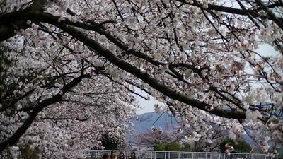 草津川の桜