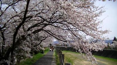 草津川の桜