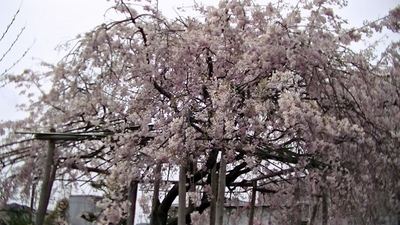 桜