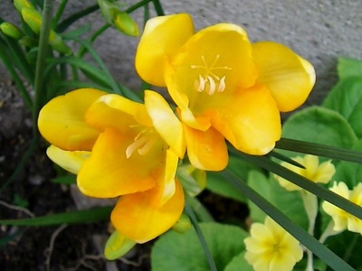 花