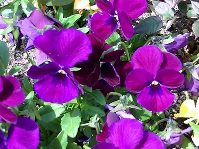 花