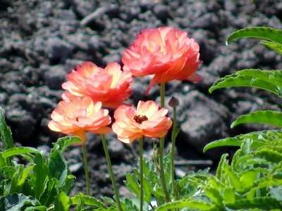 アルメリア