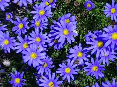 小菊