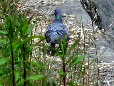 鳩