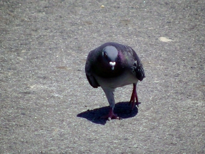 鳩