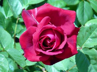 薔薇
