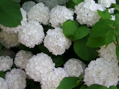 紫陽花