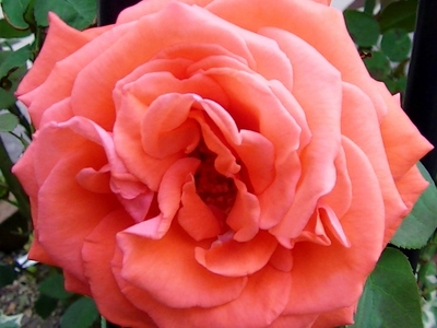 薔薇