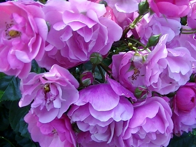 薔薇