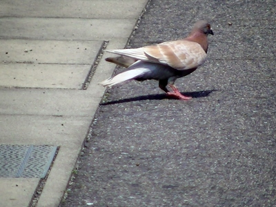 鳩