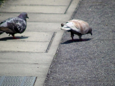 鳩